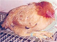 Trị bệnh tụ huyết trùng thể quá cấp tính cho gà