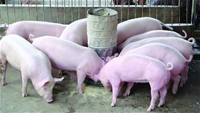 Hướng dẫn kỹ thuật chăn nuôi lợn an toàn sinh học trong nông hộ P1