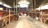 Kỹ thuật nuôi bò cho nông hộ ở Thái Nguyên