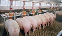 Lợn nái mang thai bị cảm nắng và nhiễm liên cầu khuẩn
