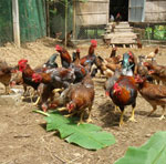 Những lưu ý vàng trong chăn nuôi gà thả vườn - Lượng Huệ