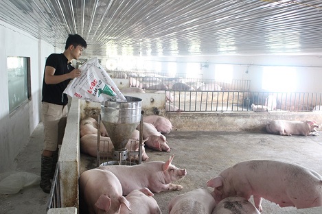 Hạch toán giá thành lợn giống, lợn thịt trong trại kín