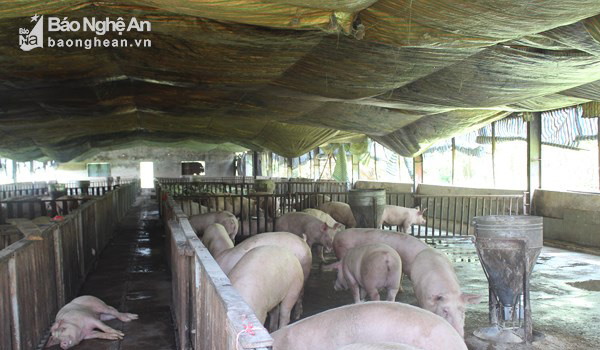 Loay hoay đầu ra sản phẩm chăn nuôi VietGAP