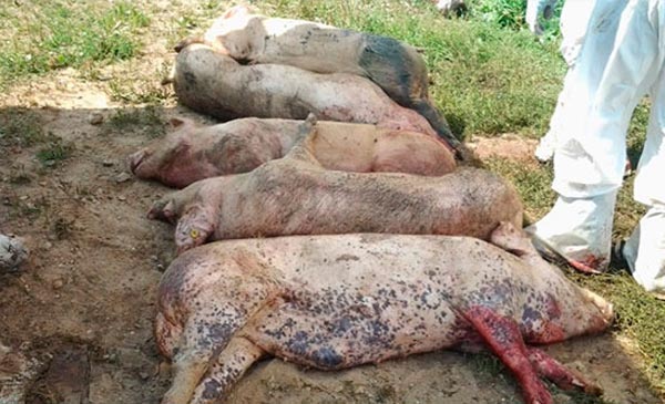 Hai kịch bản khi bệnh Dịch tả lợn châu Phi xảy ra tại Việt Nam