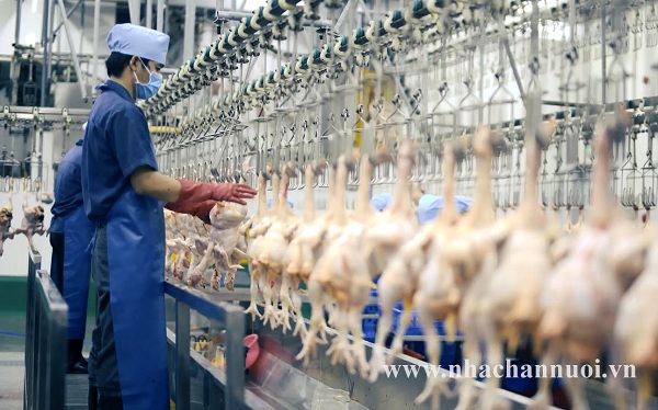 Thái Lan tạm dừng nhập khẩu gia cầm sống và thịt gia cầm từ Việt Nam