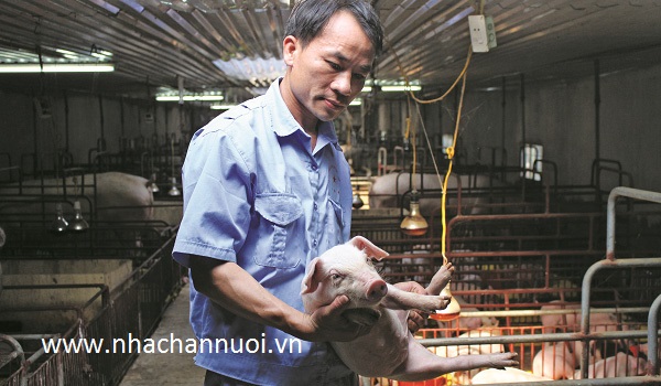 Thái Bình: Giá trị sản xuất ngành chăn nuôi năm 2020 ước đạt hơn 9.300 tỷ đồng