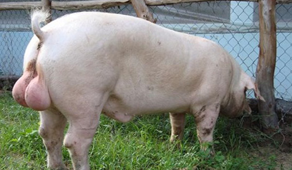 Ảnh hưởng của số lượng vú ở lợn đực Landrace đến số con sinh ra còn sống