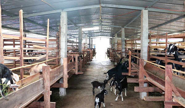 Ayun Pa: Hiệu quả từ mô hình chăn nuôi gia súc nhốt chuồng