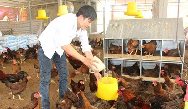 Chăn nuôi gà không kháng sinh