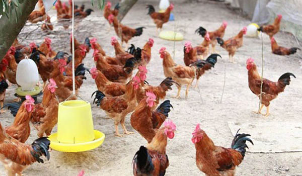 Khả năng sinh trưởng và năng suất thịt của gà nuôi bằng khẩu phần thức ăn tự trộn