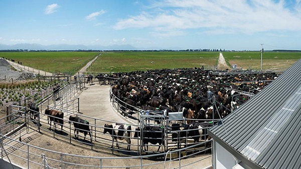 Cái giá đắt đỏ cho ngành chăn nuôi bò sữa ở New Zealand