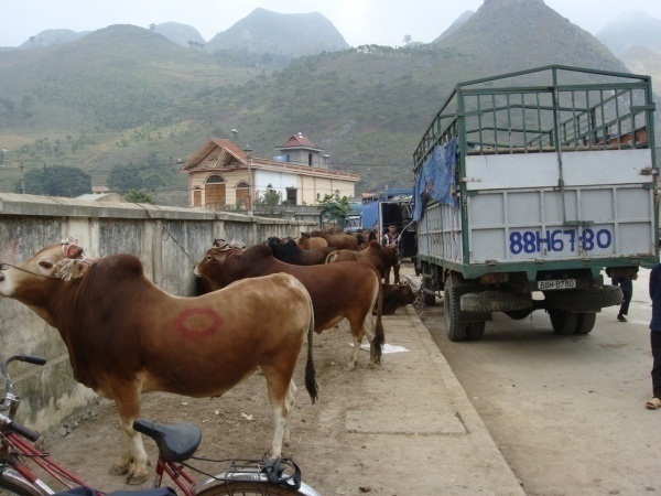 Chợ bò Mèo Vạc - “Điểm nhấn” trên Cao nguyên đá Đồng Văn của Hà Giang