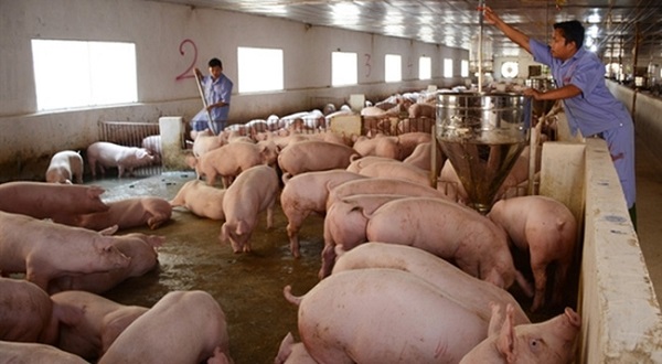 Cục Chăn nuôi: Đừng mơ lợn hơi quay về giá 45-50.000 đồng/kg như trước