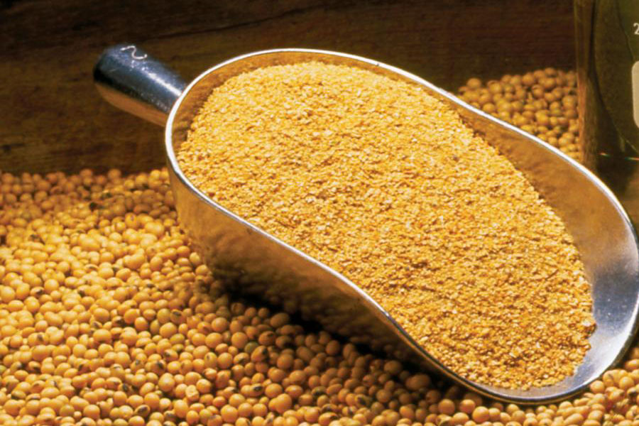 Đánh giá chất lượng khô dầu đậu nành nhập khẩu