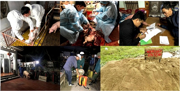 Người chăn nuôi cần làm gì khi bệnh Dịch tả lợn châu Phi đã xảy ra tại Việt Nam?