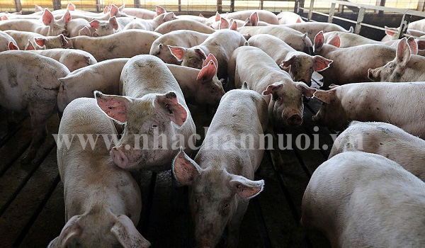 Bệnh Dịch tả lợn châu Phi: Người chăn nuôi, buôn bán, giết mổ lợn cần thực hiện 5 KHÔNG