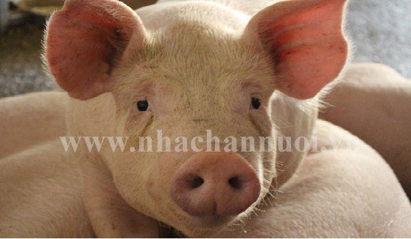 Bộ NN&PTNT: Ra công điện khẩn ngăn chặn bệnh Dịch tả lợn Châu Phi vào Việt Nam