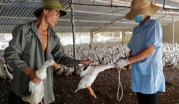Diễn Châu (Nghệ An): Xuất hiện dịch cúm gia cầm trên đàn vịt 2.460 con