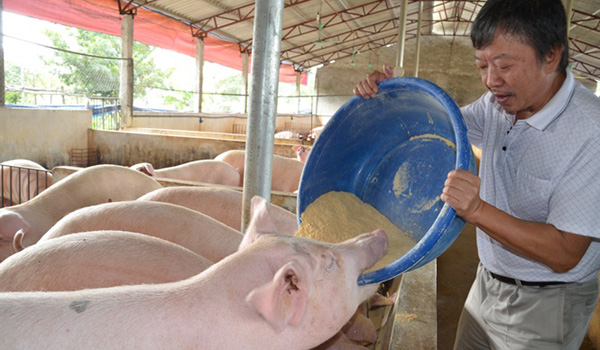 Kinh nghiệm phòng chống nóng trong chăn nuôi lợn, gà nông hộ