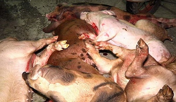 Đồng Nai: Hàng tấn thịt lợn bệnh chuẩn bị tung ra thị trường