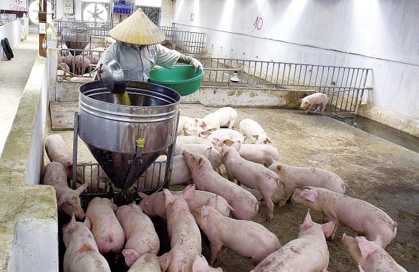 Dự báo giá heo hơi hôm nay 11/1: Giá lợn hơi mới nhất 37.000 đồng/kg