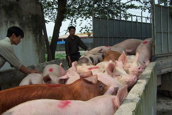 Dự báo giá heo hơi hôm nay 16/1: Giá lợn hơi mới nhất 38.000 đồng/kg