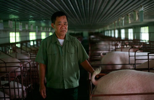Dự thảo Luật chăn nuôi: Sẽ có quy định về "quyền súc vật"