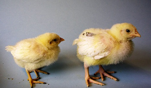 Dùng tia hồng ngoại xác định giới tính trứng gà