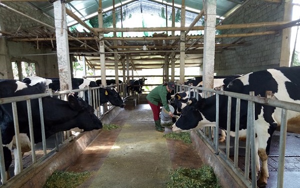 Gần 100 chủ trang trại được tập huấn kỹ thuật chăn nuôi bò sữa