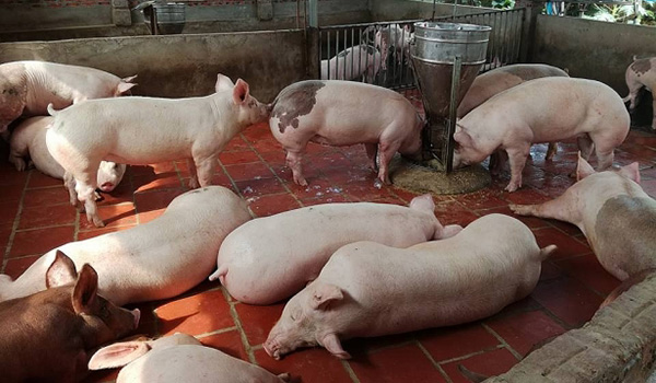 Giá lợn hơi cao sẽ còn kéo dài vì nguồn cung hạn chế