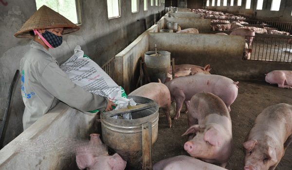 Giá heo hôm nay 13/3: Giá lợn sống Trung Quốc thấp nhất trong gần 4 năm, lợn khó đi biên