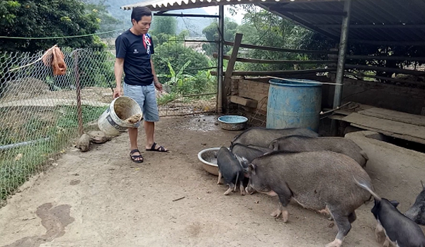Giá heo (lợn) hôm nay 20/11: Trồng cả đồi chuối để nuôi lợn mán, thành hộ giàu nhất bản Pu Luông