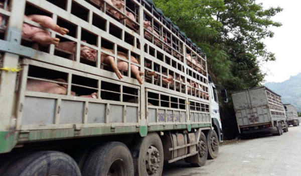 Giá lợn tăng bất thường, lợn Trung Quốc “vượt biên” vào Việt Nam