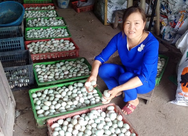 Hà Nội: Làm giàu từ mô hình chăn nuôi, ấp nở vịt trời