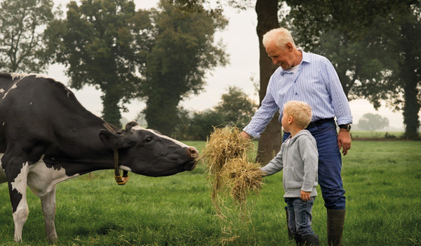Hỗ trợ nông dân kỹ thuật chăn nuôi bò sữa từ Hà Lan