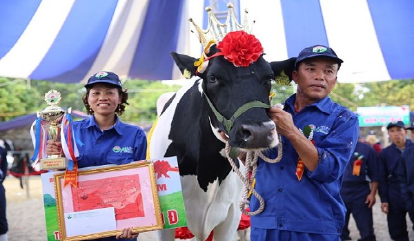 ‘Cô’ bò nặng 762 kg, đăng quang “Hoa hậu bò sữa” Mộc Châu 2018