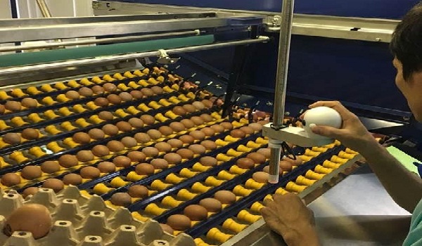 Công ty TNHH Gia cầm Hòa Phát: Lắp đặt dây chuyền xử lý trứng hiện đại