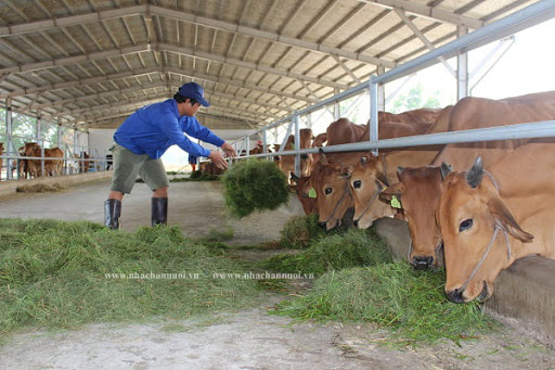 Đặc điểm, năng suất và hiệu quả chăn nuôi bò thịt vùng Tây Nguyên 
