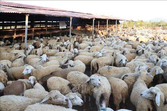 Ninh Thuận: Giá dê, cừu liên tục tăng cao