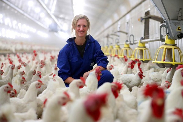 Ngành chăn nuôi gia cầm Anh đã giảm 75% kháng sinh trong 7 năm qua