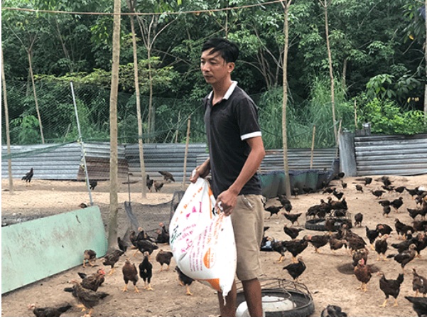 Bình Dương: Thành công từ nuôi gà Cao Khanh