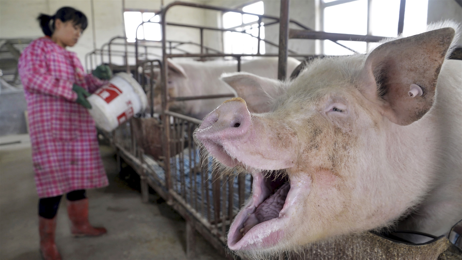 Trung Quốc: Đàn lợn phục hồi nhanh hơn so với kì vọng của thế giới