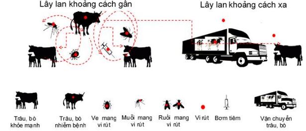 Bệnh viêm da nổi cục trâu, bò lần đầu xuất hiện tại Việt Nam