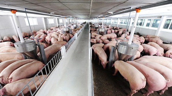Khách sạn cao tầng phục vụ chăn nuôi lợn ở Trung Quốc