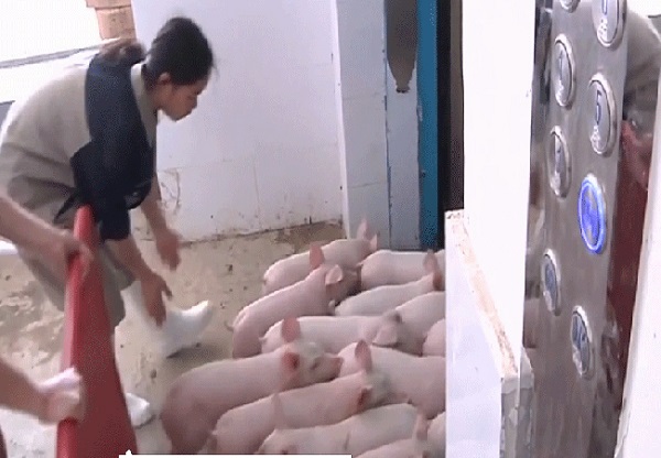 Khách sạn cao tầng phục vụ chăn nuôi lợn ở Trung Quốc