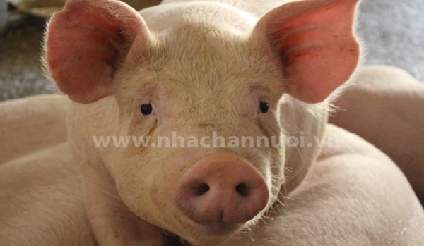 Kinh nghiệm phòng chống bệnh Dịch tả lợn châu Phi của thế giới và Trung Quốc