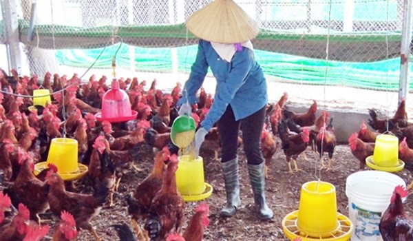 Kinh nghiệm phòng chống nóng trong chăn nuôi lợn, gà nông hộ