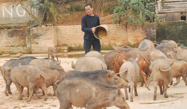 Lão nông bỏ phố xá lên vùng đồi núi lập nghiệp nuôi lợn rừng thành công