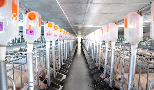 Ảnh hưởng của hệ thống cung cấp thức ăn và nước uống đến năng suất lợn nái đẻ
