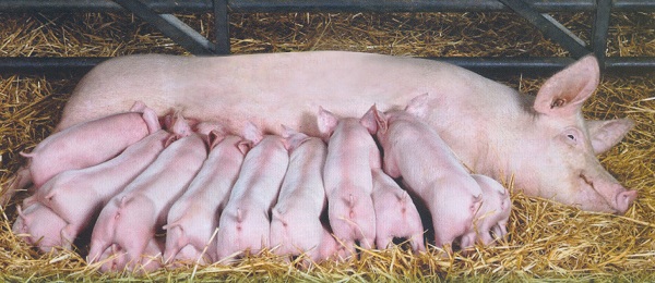 Lợn nái sinh sản VCN21 cho năng suất, chất lượng tốt